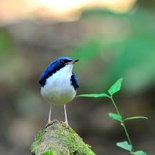 Image result for Luscinia cyane