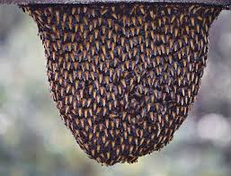 Attēlu rezultāti vaicājumam “nest”