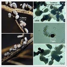 Attēlu rezultāti vaicājumam “Physarum bryocorticola spores”