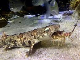 Image result for Haploblepharus pictus