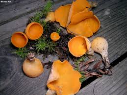 Attēlu rezultāti vaicājumam “Sowerbyella radiculata”