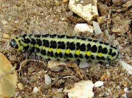 Attēlu rezultāti vaicājumam “Zygaena lonicerae larva”