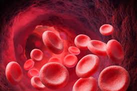 Image result for blood