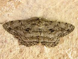 Attēlu rezultāti vaicājumam “Hypomecis roboraria”