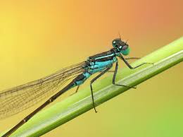 Attēlu rezultāti vaicājumam “Coenagrionidae”