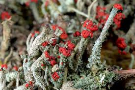 Attēlu rezultāti vaicājumam “Cladonia floerkeana”