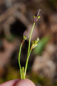 Attēlu rezultāti vaicājumam “Carex ornithopoda fruit”