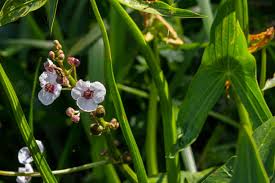 Attēlu rezultāti vaicājumam “Sagittaria sagittifolia”