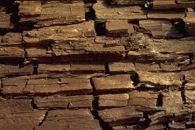 Attēlu rezultāti vaicājumam “Postia sericeomollis”