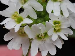 Attēlu rezultāti vaicājumam “Berteroa incana flower”