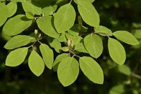 Attēlu rezultāti vaicājumam “Lonicera xylosteum leaf”