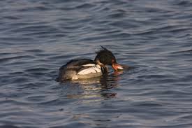 Attēlu rezultāti vaicājumam “Mergus serrator”