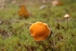 Attēlu rezultāti vaicājumam “Octospora humosa”