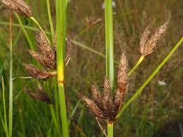 Attēlu rezultāti vaicājumam “Bolboschoenus maritimus”