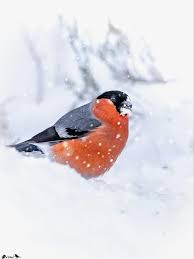 Attēlu rezultāti vaicājumam “Pyrrhula pyrrhula”