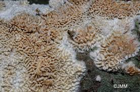 Attēlu rezultāti vaicājumam “Schizopora paradoxa”