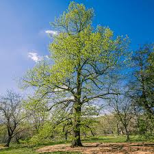 Attēlu rezultāti vaicājumam “Tilia americana”