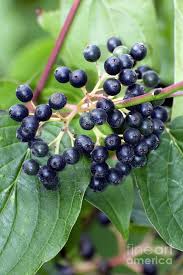 Attēlu rezultāti vaicājumam “Cornus sanguinea”