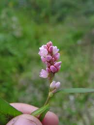 Attēlu rezultāti vaicājumam “Persicaria maculosa”