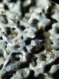 Attēlu rezultāti vaicājumam “Physarum murinum macro”