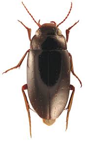 Attēlu rezultāti vaicājumam “Colymbetes striatus”