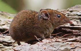 Image result for Gymnura natalensis