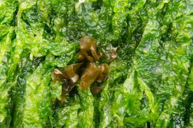 Attēlu rezultāti vaicājumam “Enteridium olivaceum macro”