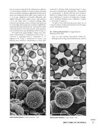 Attēlu rezultāti vaicājumam “Anthracoidea”