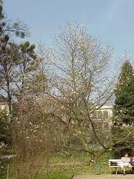 Attēlu rezultāti vaicājumam “Magnolia kobus fruit”