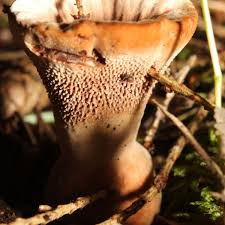 Attēlu rezultāti vaicājumam “Hydnellum aurantiacum”