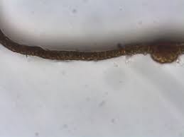 Attēlu rezultāti vaicājumam “Schistidium dupretii”