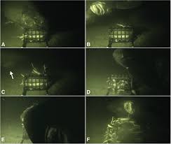 Image result for Somniosus pacificus