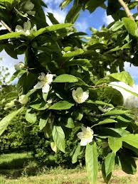 Attēlu rezultāti vaicājumam “Mespilus germanica leaf”