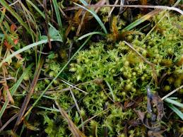 Attēlu rezultāti vaicājumam “Meesia triquetra”