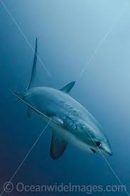 Image result for Alopias pelagicus