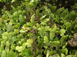 Attēlu rezultāti vaicājumam “Pellia endiviifolia”