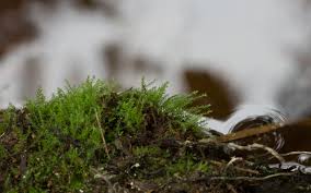 Attēlu rezultāti vaicājumam “Pohlia wahlenbergii”