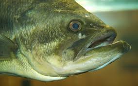 Image result for Micropterus salmoides