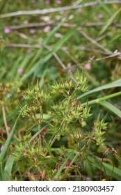 Attēlu rezultāti vaicājumam “Geranium dissectum fruit”