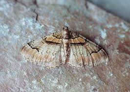 Attēlu rezultāti vaicājumam “Catarhoe rubidata”