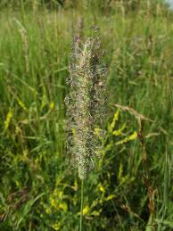 Attēlu rezultāti vaicājumam “Phleum phleoides fruit”
