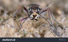 Attēlu rezultāti vaicājumam “Cicindela hybrida”