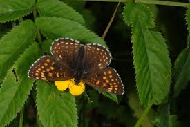 Attēlu rezultāti vaicājumam “Melitaea diamina underside”