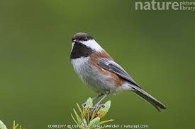 Image result for Poecile montana