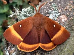 Attēlu rezultāti vaicājumam “Lasiocampa quercus imago”