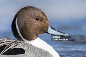 Attēlu rezultāti vaicājumam “Anas acuta”