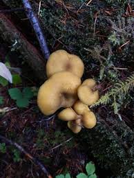 Attēlu rezultāti vaicājumam “Tricholomopsis decora”