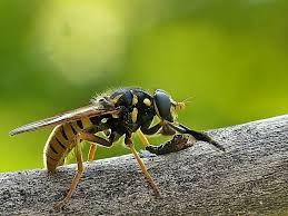 Attēlu rezultāti vaicājumam “Temnostoma vespiforme”