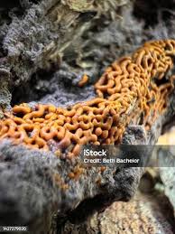 Attēlu rezultāti vaicājumam “Hemitrichia serpula macro”