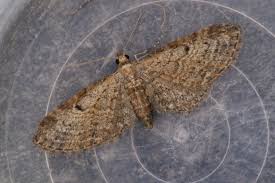 Attēlu rezultāti vaicājumam “Eupithecia tenuiata”